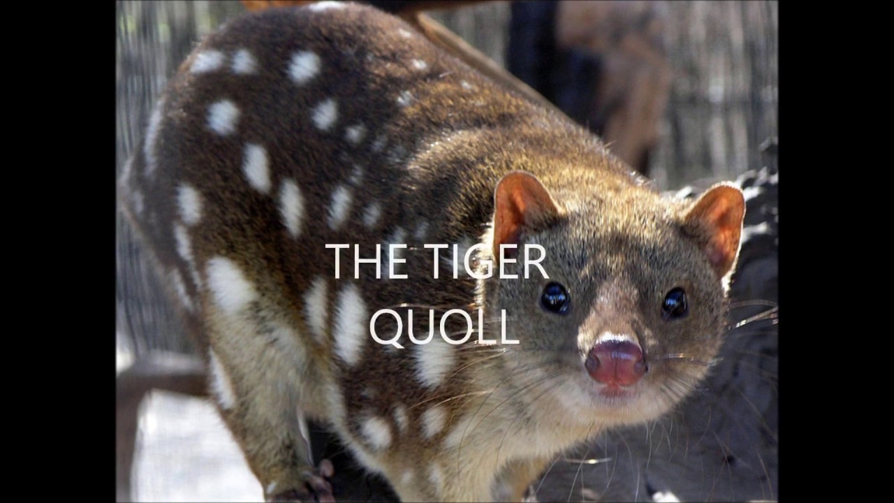 Tiger Quoll vs Dingo - YouTube