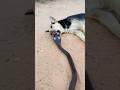 Fake AI: Crazy Cobra Take Down Dogs #dogs #snake