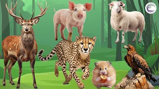 Love The Life Of Cute Animals Around Us: Deer, Leopard, Mouse, Eagle, Sheep, Goat, Pig