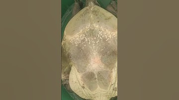 😱😱Flapshell turtle rescue 🐢🐢#viral #trending #shortsfeed