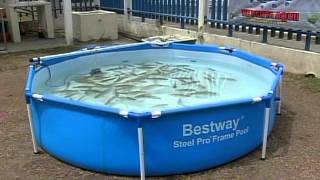 Veracruz Acuario - Cultivo De Tilapia