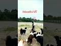 #dog #doglover #puppy #funny #love #cat #animaldance #catdance #cute #catvideos #bollywood