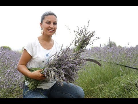 BİR KADIN DOKUNUŞUYLA ÇUKUROVA LAVANTA  KOKUYOR