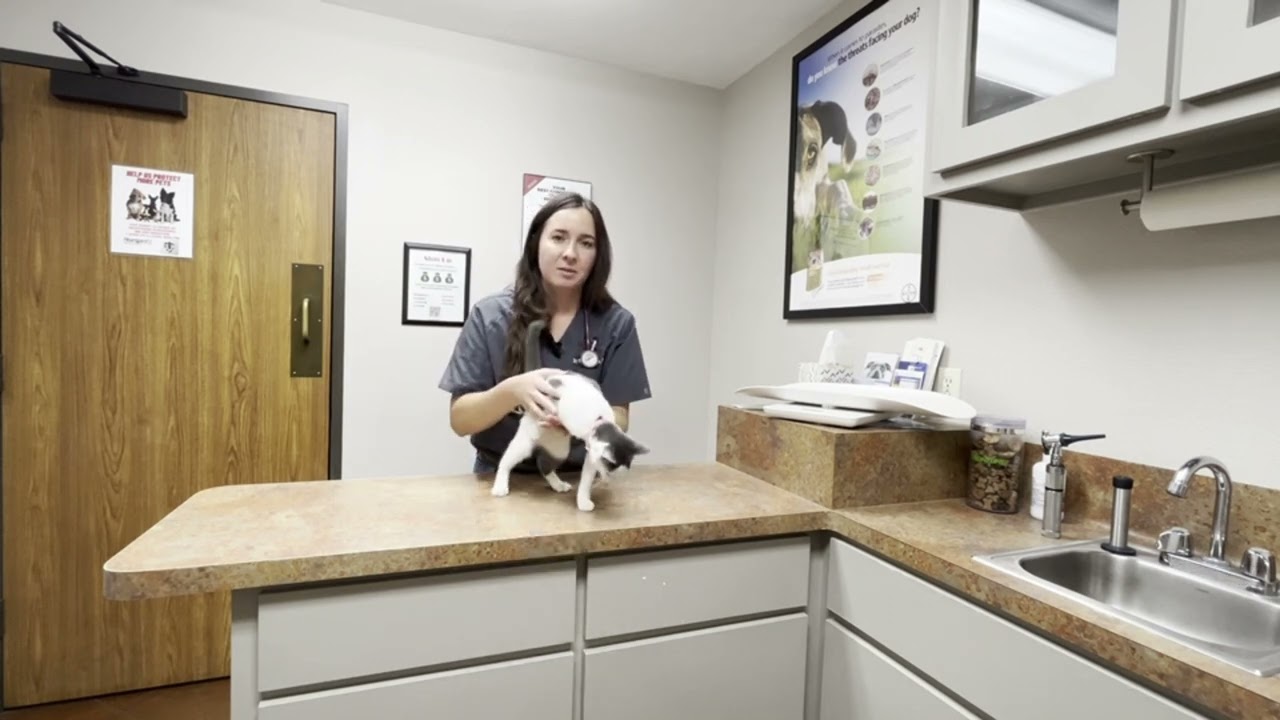 Cat Wellness Exam Dr Lake