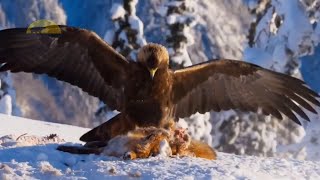 The Best of Eagle Attacks Ever Caught On Camera by ANIMALBIOLOGIE 8,270 views 1 year ago 8 minutes, 19 seconds