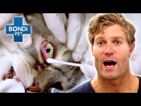 Video: Cat Couture: kā dizaineri ir greifers kaķu modes ar pussy