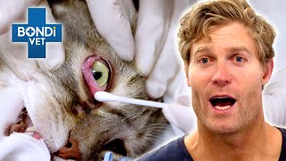 Bondi Vet's Biggest Surprises And Plot Twists 🙀 | Bondi Vet Compilation | Bondi Vet