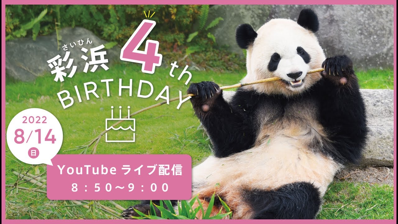 パンダ アドベンチャーワールド　ジャイアントパンダ「結浜」7歳の誕生日記念グッズ アーカイブ配信】ジャイアントパンダ「彩浜（さいひん）」4歳の