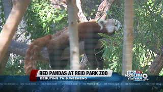 Red pandas to make debut at reid park zoo