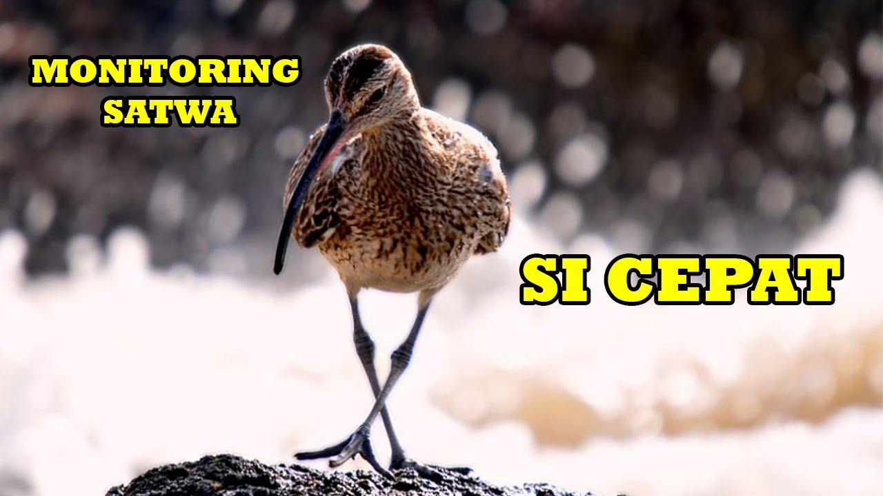 SI CEPAT BURUNG TRINIL PANTAI
