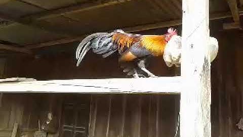 Mi nyuam qaib dib 2020