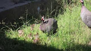 Guineafowl Babies