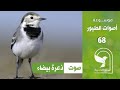 صوت ذعرة بيضاء قرقس كركز ابو فصادة زيطة زنزله White Wagtail Sound صوت ذعرة بيضاء قرقس كركز ابو فصادة زيطة زنزله White Wagtail Sound