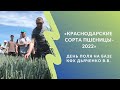 Краснодарские сорта пшеницы - 2022. День поля на базе КФХ Дьяченко В.В.