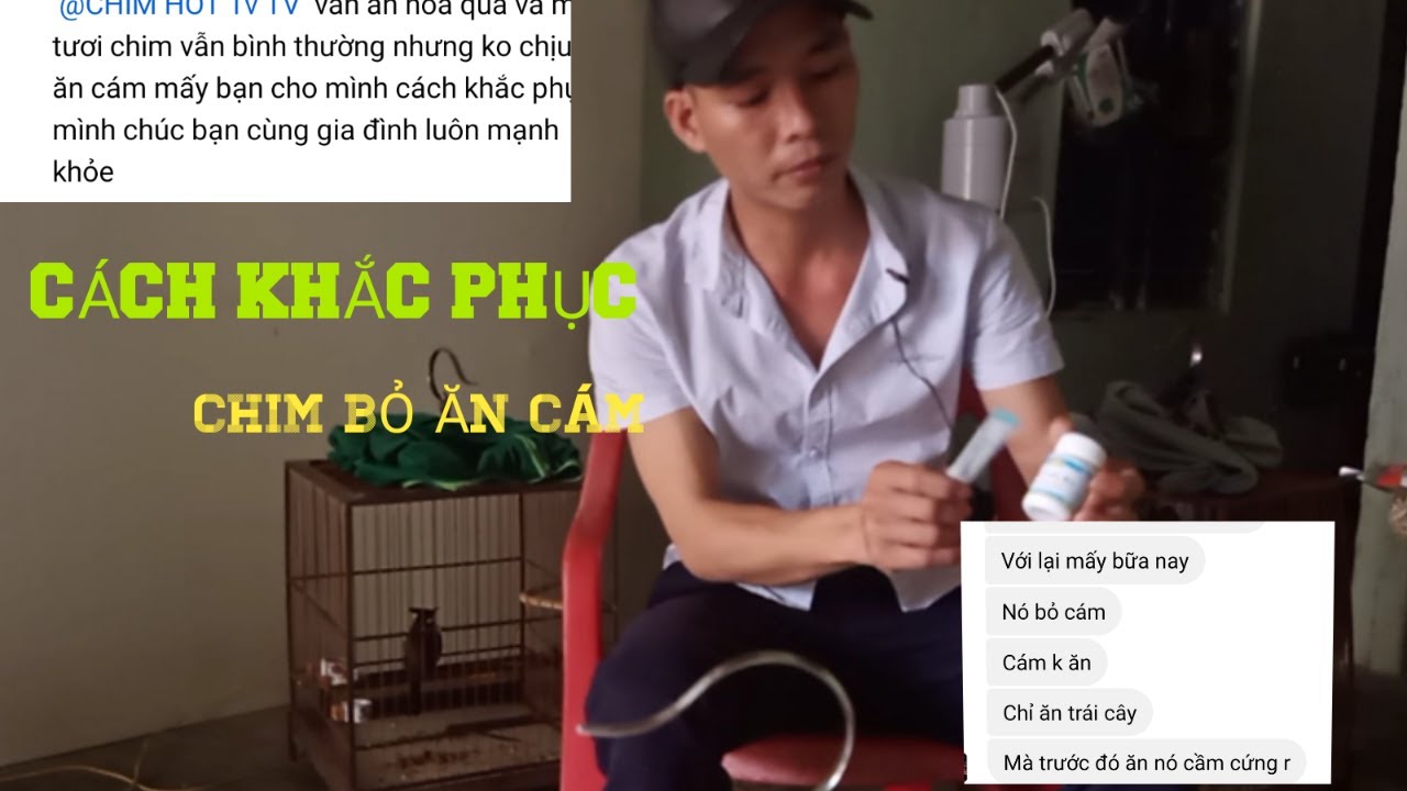 Cách chữa chim bỏ ăn cám không chịu ăn kém ăn #crest birds