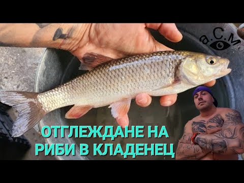 Видео: Храненето и отглеждането на риба на пара ли е?