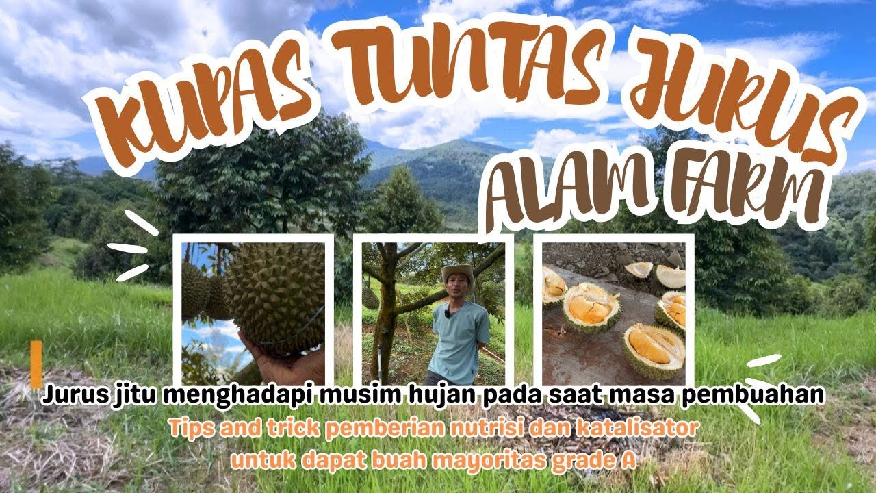 Kupas Tuntas Pemupukan Pembuahan Kebun Durian Alam Farm Jasinga Bogor part 1