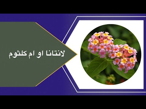 نبات لانتانا او ام كلثوم متطلباته والعنايه به