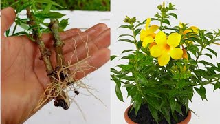 How to grow allamanda plant from cuttings | Allamanda Propagation