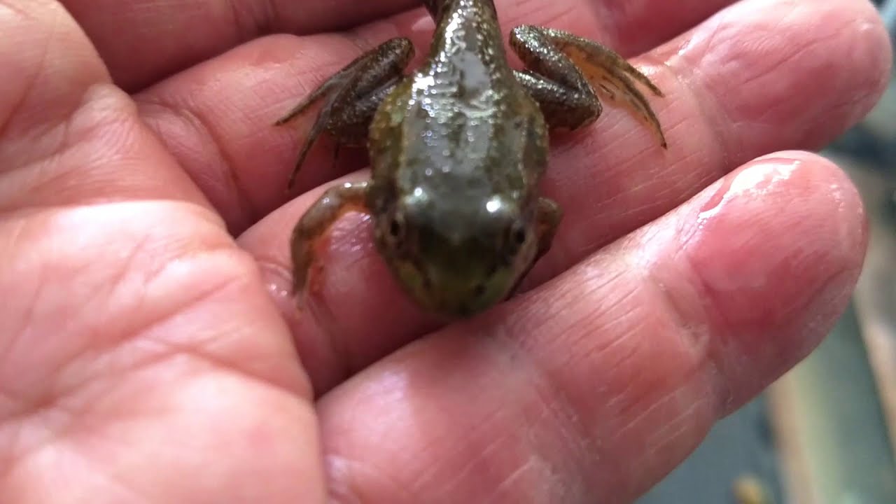 dream of cute tadpole, ASMR 