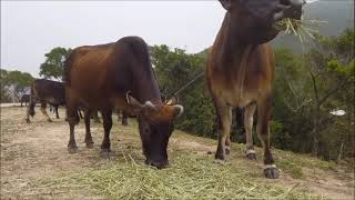 Im Laendlichen Klang.mp4