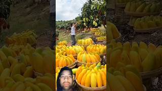 Mango Fruits Harvest