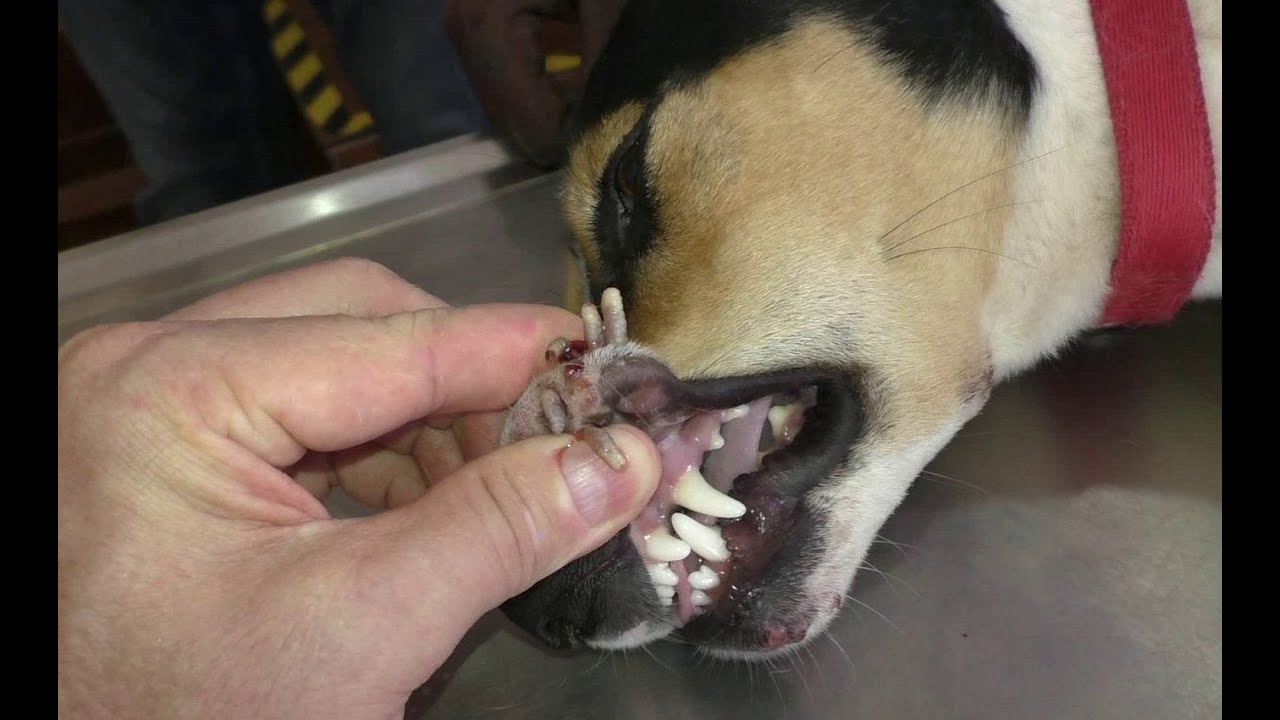 Ahmed's dog Did she injure herself on a stick? YouTube