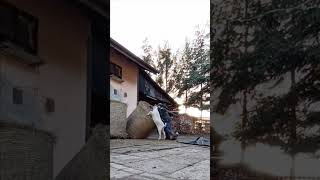 Goat Helps Owner in Pushing a Hay Stack