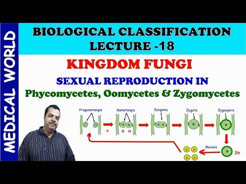 phycomycetes, OOMYCETES, ZYGOMYCETES-এ যৌন প্রজনন | জৈবিক শ্রেণীবিভাগ | লেকচার 18