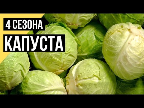 Четыре сезона. Капуста. Часть 2