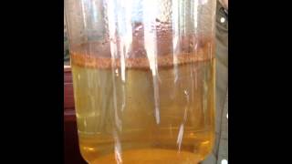 Siphon Brewing with Rosie's Coffee Bar in Monona WI
