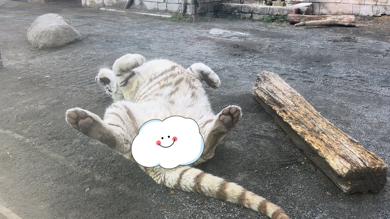 皆んなに愛されて、こんなに立派になりました🩷　2月26日 東武動物公園　ホワイトタイガー