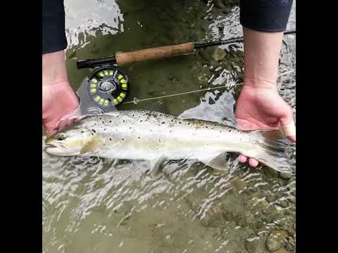 NZ Brown Trout