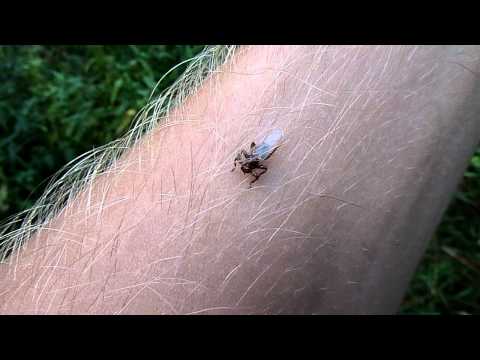 Лосиная муха или оленья кровососка | Lipoptena cervi or deer fly