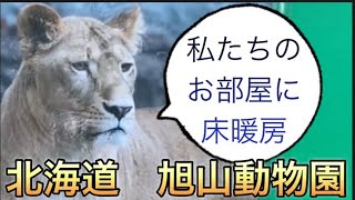 びっくり‼喧嘩はしないでね。北海道旭山動物園　ライオン舎に床暖房..みんな温かいのが好き‼