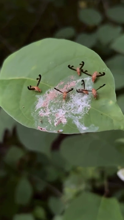 Are these #bugs having horns like the elk🤔 #insects #shorts #bugs #nature