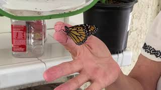 Karen's raising Monarchs!