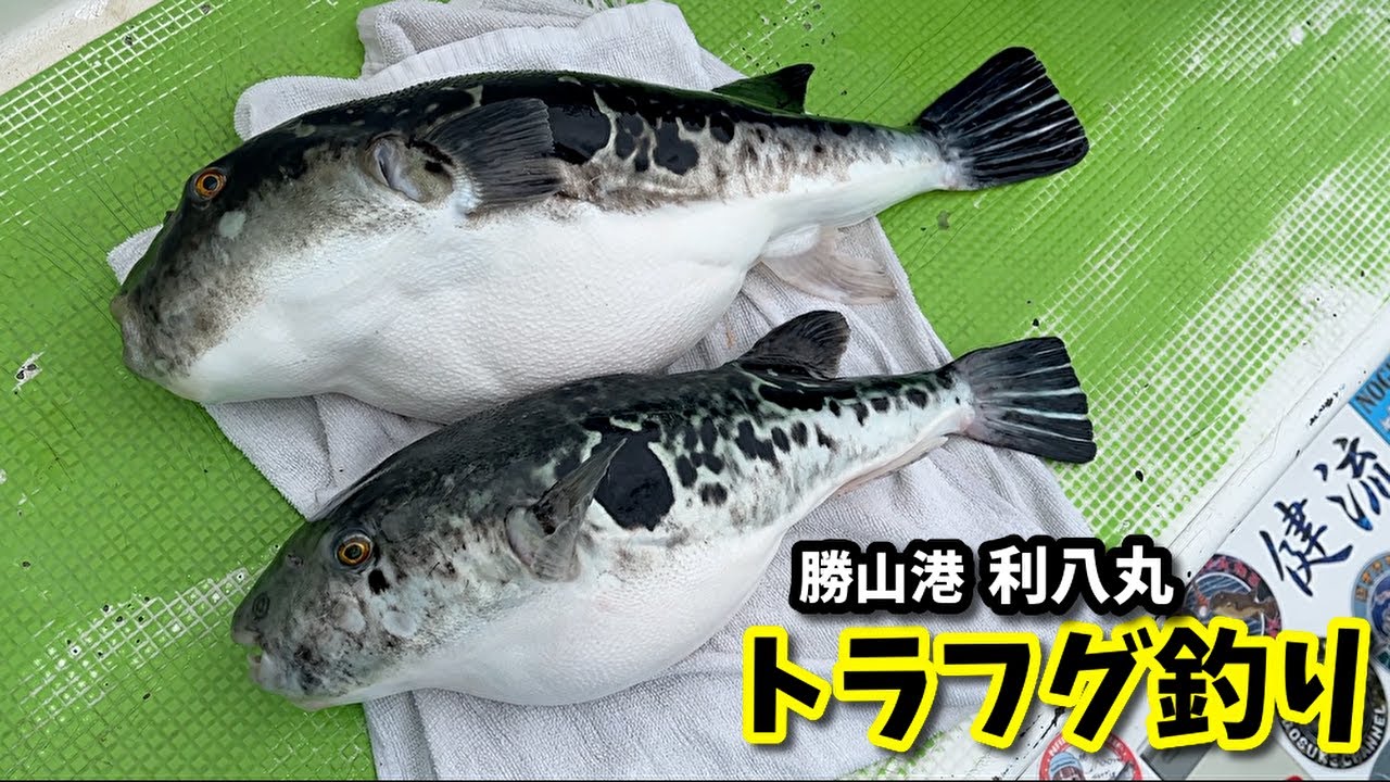 Tiger puffer fishing hit scene Katsuyama Port Rihachimaru - YouTube