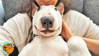 Dog Climbs Tables And Steals Shoes To Get A Piece Of Attentions Cuddle Buddies