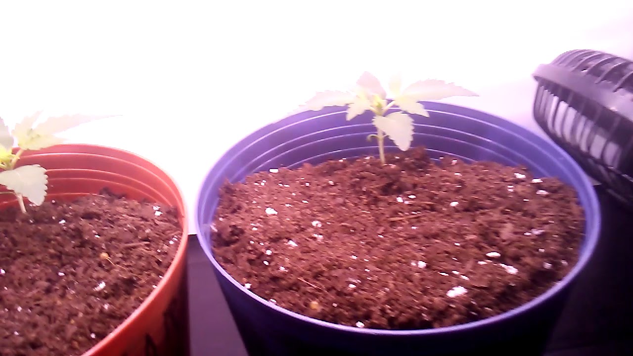 Auto Malawi X Northern lights DAY 13 from seed