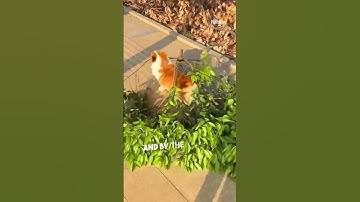 Corgi’s Branch Chase Ends in Disappointment!