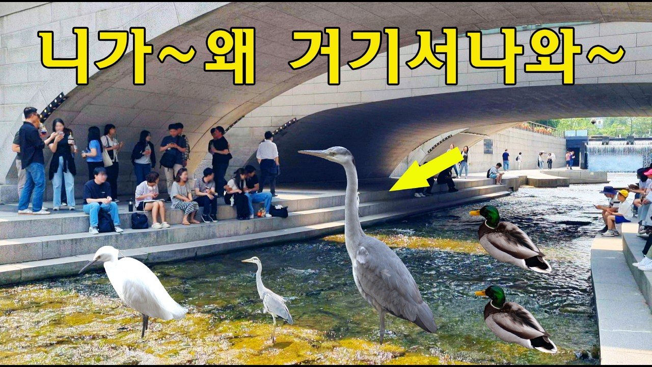 외국인들이 청계천을 보고 감탄하는 이유?  🦢🦆🦢/ 청계천 먹방 / 청계천 회식 / 청계천 삼총사 / 너무 덥고 힘들어여~ #청계천 #travel #seoul #korea