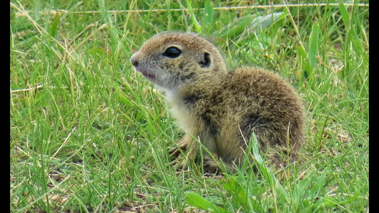 Sysel obecný, European ground squirrel, Europäischer Ziesel, Siesel ...