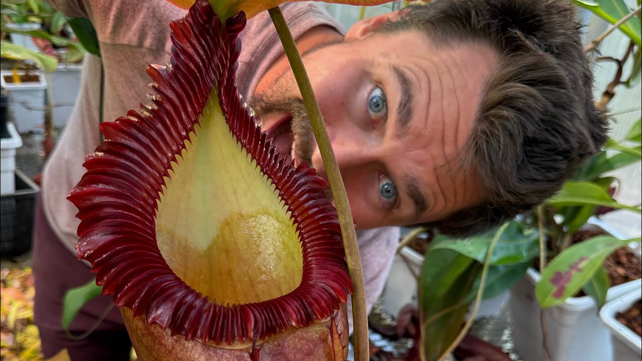 Ноябрь 2024 г. — Большой тур по теплицам Джеремии