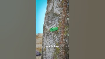 How Maple Sap Becomes Syrup 🤔