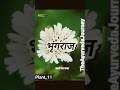 Bhringaraj🌿 Eclipta Alba🌸#medicinalplants #dravyaguna #yt #ytviralshorts
