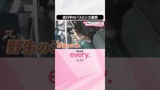 【まさか】走行中のバスに野生のシカ激突  フロントガラス突き破る  アメリカ・ロードアイランド州   #shorts