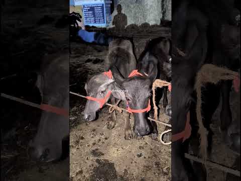 പോത്ത് കുട്ടികൾ മേനി 25ചോദിച്ചു #shortvideo #Anwarvlog #animals #buffalo #Cowmarket #Bull