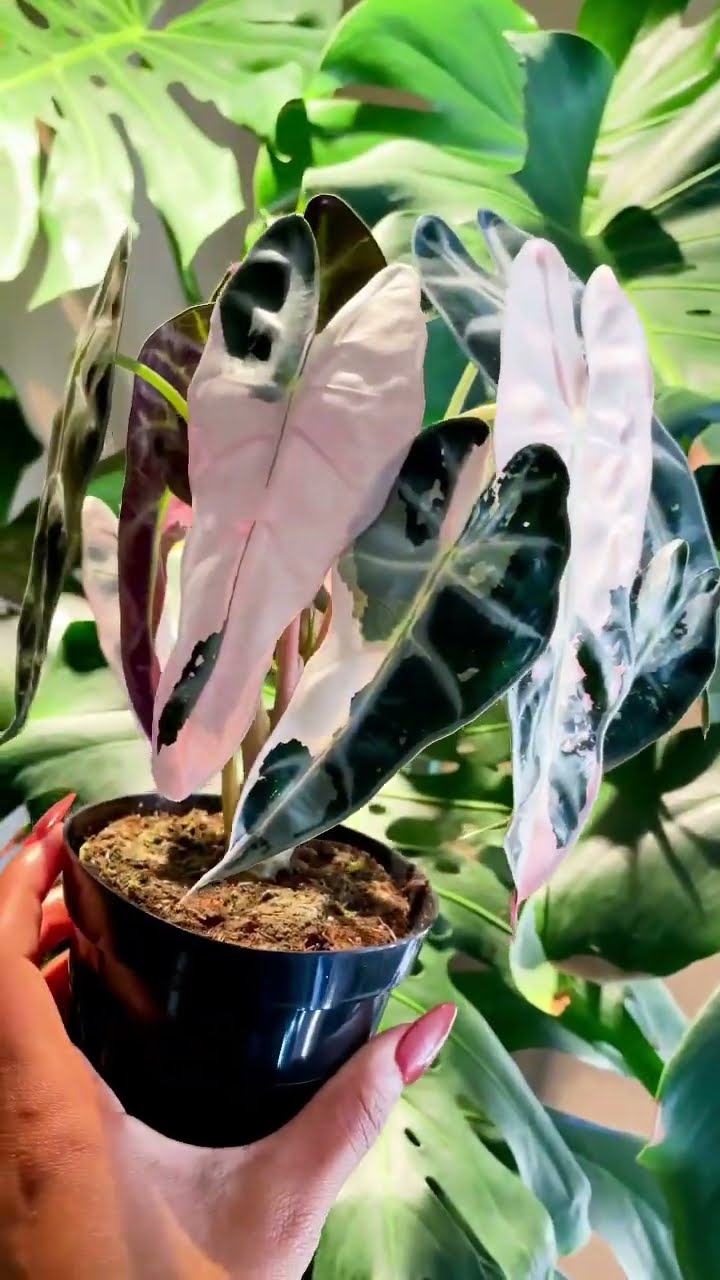 その他観葉植物 Alicasia bambino pink Variegated Alocasia Bambino Pink Variegated - Actual Plant - 4” Pot - Rare