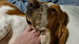 Basset Hounds bed takeover